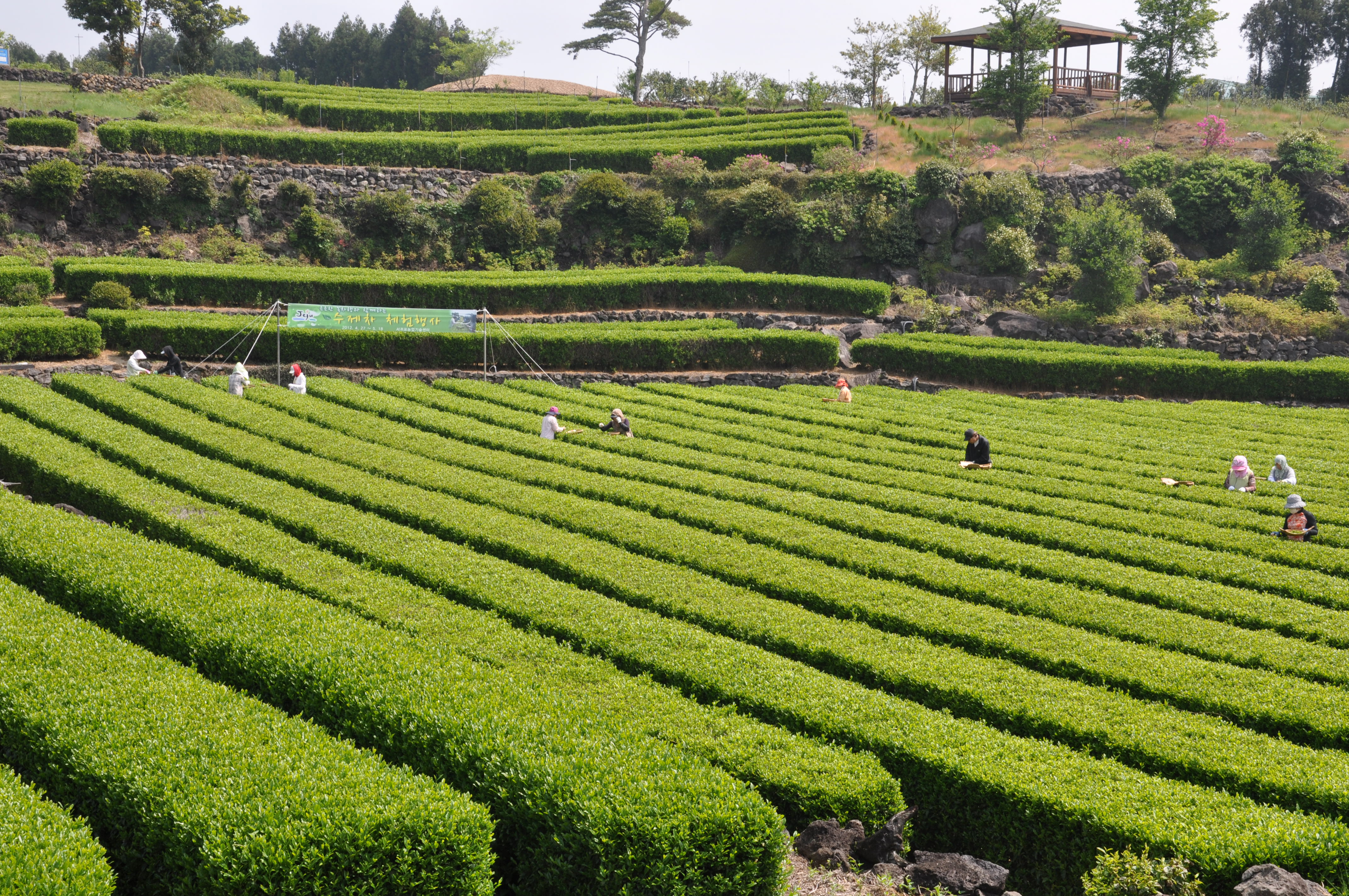 수제차 체험 행사